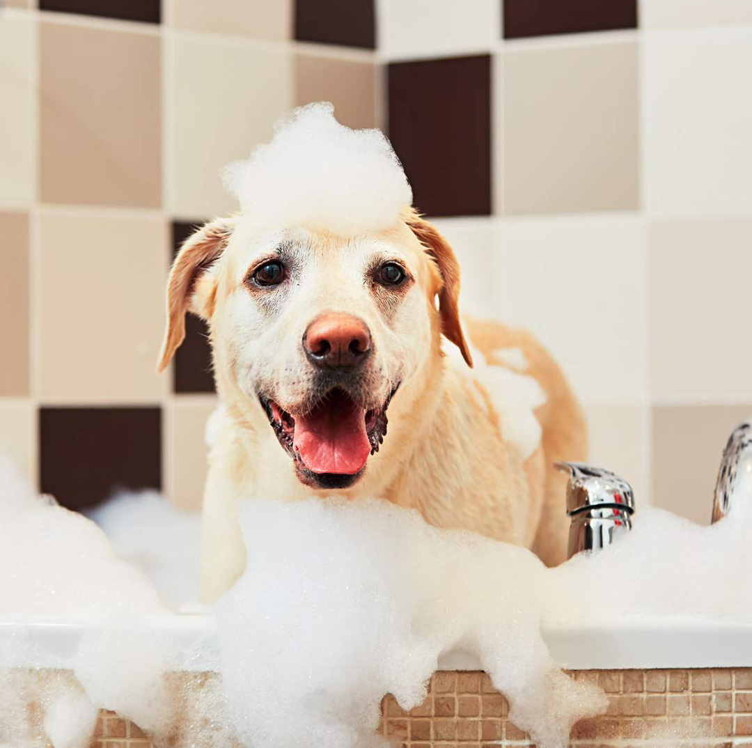 dog shampoo
