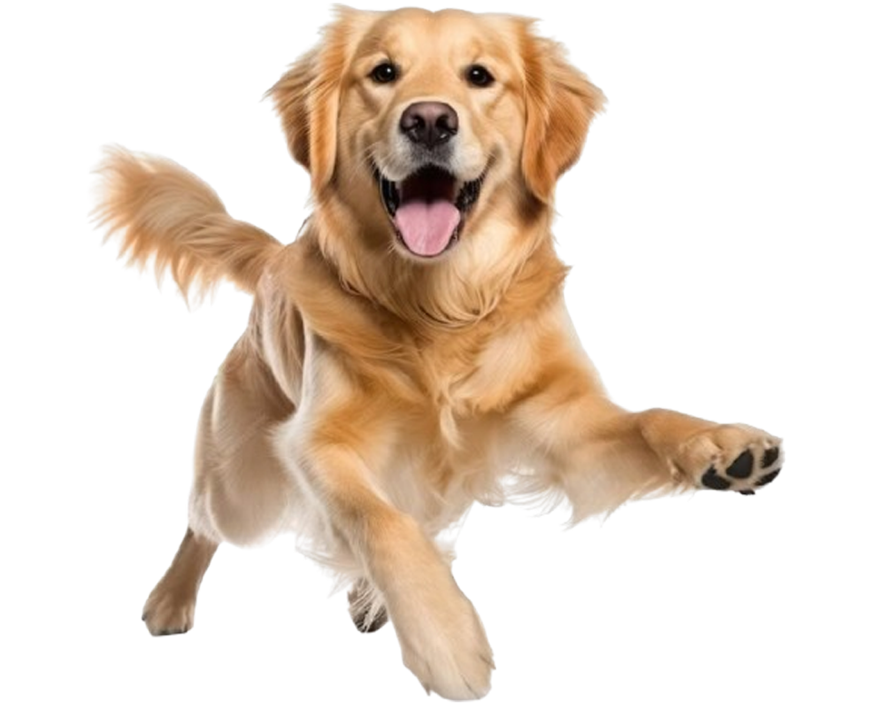 Mohit Dog Care
